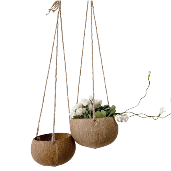 Gáo Dừa Trồng Cây